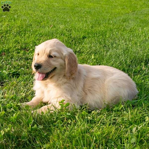 Champ, Golden Retriever Puppy